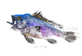 22 x17 Black Sea Bass Gyotaku Archival Print